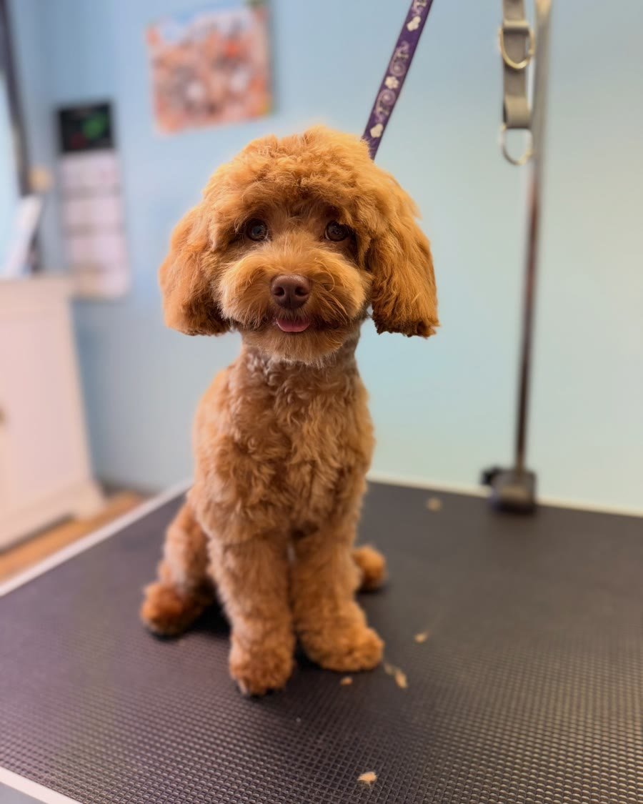 Po: rudy maltipoo z równo przyciętą, puszystą sierścią