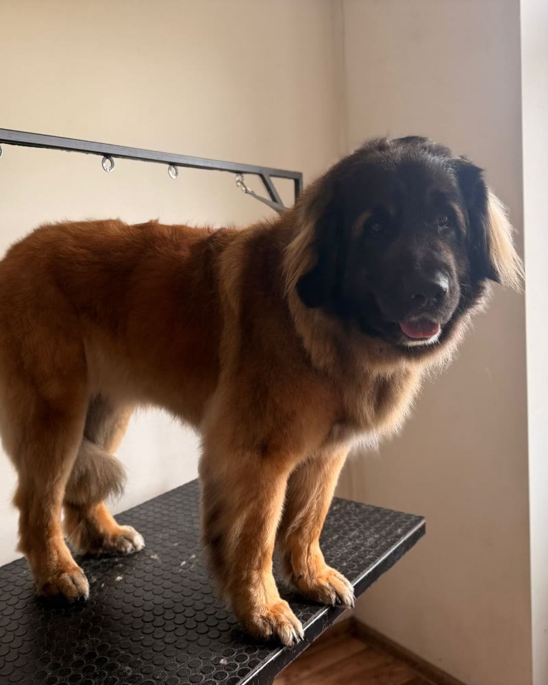 Leonberger po wyczesaniu na stole groomerskim